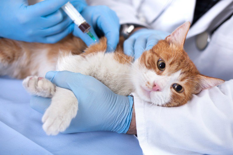 В субботу, 23 сентября 2023 года, в г. Уржуме будет проводиться вакцинация кошек и собак.
