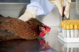 На  территориях 14 субъектов РФ зарегистрировано 29 случаев заражения гриппом птиц.