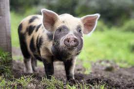 Об обострении ситуации по африканской чуме свиней.